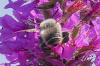 Megachile sp.